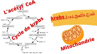 Consommation de la matière organique et flux dénergie Chapitre 1partie 4 le cycle de krebs [upl. by Young]