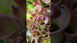 Imagine seeing this in nature I love this plant  Heliamphora minor x heterodoxa horticulture [upl. by Rhyner]