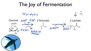 The Joy of Fermentation [upl. by Sehguh]