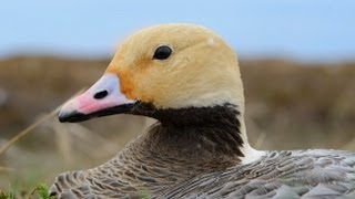 Alaskas Yukon Delta National Wildlife Refuge [upl. by Annig]