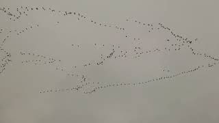 More Pink Footed Geese [upl. by Maccarone]