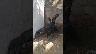 black skin aseel farming Jagatsinghpursubscribe9090306063 [upl. by Boesch420]