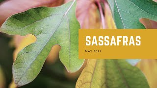 Sassafras [upl. by Aeki]