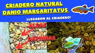 CRIADERO NATURAL de Microrasbora Galaxy SIN CAMBIO de AGUA y BARATO Parte 2 [upl. by Ahtnamas]