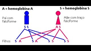 Hereditariedade Falciforme SS X AS [upl. by Alida901]