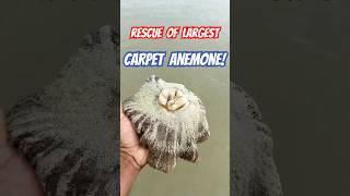 Epic Rescue Saving Worlds Largest Carpet Anemones shorts anemones sea [upl. by Noelyn]