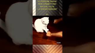 gatto meme sugli errori [upl. by Ahseenat]