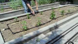 How To do Drip Irrigation with Drip Tubing [upl. by Camellia]