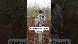 NATURAL VOICE GRUNT CAllING WHITETAILS with the CUZ whitetails deerhunting deer deercalling [upl. by Nylirek]