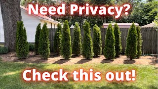 How to create a privacy fence with emerald green arborvitae trees [upl. by Nyrahs]