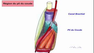 Vascularisation du membre supérieur [upl. by Lena451]