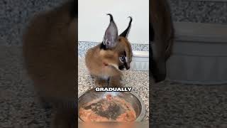 Couple nurtures abandoned caracal kitten back to health ❤️ [upl. by Nylyaj810]