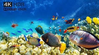 4K UNDER WATER VIDEO  HDR 60 FPS NATURES VIDEO  FUL HD ANIMALS ENJO [upl. by Stilwell53]