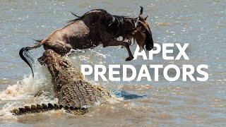 Underwater Predators Hunt During The Great Wildebeest Migration  Masai Mara Documentary [upl. by Leihcar]