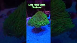 Leather Coral  Green Long Polyp Toadstool Coral softcoral leathercoral reefing reef reefers [upl. by Neetsirk796]