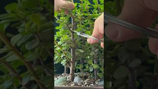 First Cut in Pruning My Bonsai Forest [upl. by Kistner]