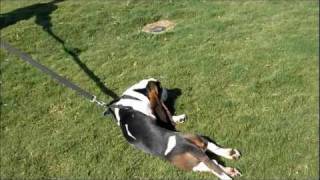 Lazy Basset Hound [upl. by Eivi]