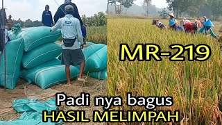 PANEN PADI MR 219 PADI NYA BAGUS HASIL MELIMPAH [upl. by Essilec]