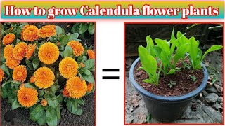 Know the right way to grow n care for calendula in pots  best way to grow calendula in or garden [upl. by Nolyarb407]