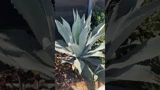 Agave americana Cacti and succulentsplantsshorts [upl. by Etaner396]