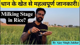 धान की बासमती क़िस्म के बारे में महत्वपूर्ण जानकारी  Milking Stage  Panicle Initiation [upl. by Pascoe]