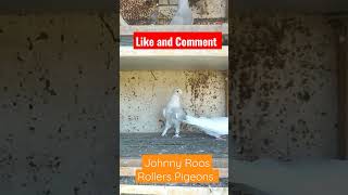 Johnny Roos Rollers Pigeons [upl. by Elijah859]