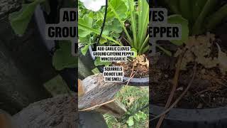 How to keep squirrels out of plants  Natural squirrel repellent squirrel deterrent [upl. by Alilahk]