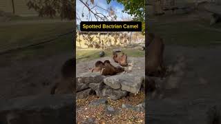 Spotted Bactrian Camel trending trendingshorts trendingvideo [upl. by Aihtibat65]