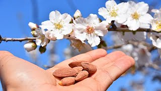 INTRO to AllInOne Almond Tree Prunus dulcis Selfpollinating [upl. by Neerod]