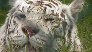 West Midlands Safari Park Tour June 2014  GoPro [upl. by Zilber]