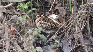 Jack Snipe oxonbirdingblogspotcouk [upl. by Dugas790]