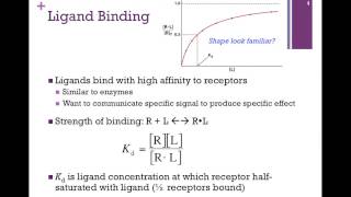 066Ligand Binding [upl. by Apollo476]