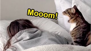 These Cats Speak English Better Than Hooman Best So Far [upl. by Einnob875]