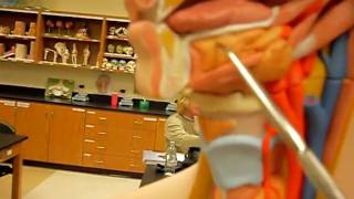 Digestive Lab  Salivary Glands [upl. by Gentes171]