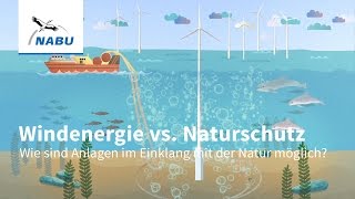 Windenergie vs Naturschutz  wie geht naturverträgliche Windkraft [upl. by Eeima]