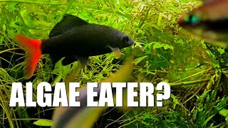 HOW WELL do REDTAIL SHARKS eat ALGAE  Watch This [upl. by Hopkins]