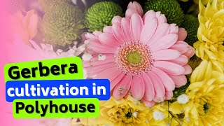 Gerbera Cultivation in Polyhouse [upl. by Ahsya774]