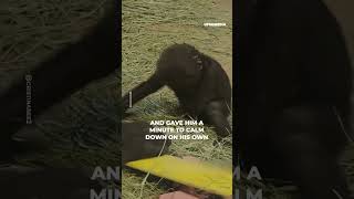 Gorillas behave like humans 😨 shorts [upl. by Ihcelek]