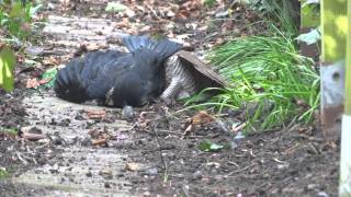 20160409 sperwer met kauw eurasian sparrowhawk with western jackdaw [upl. by Roch325]