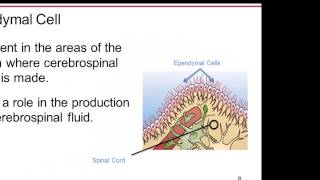 01 04 The Cells of the Brain Neurons and Glial Cells [upl. by Nyleak99]