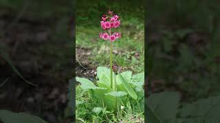 Japanese Primrose Primula japonica in Primrose Family Primulaceae  Observed in Description [upl. by Kurland]