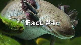 Top 5 amazing facts about Axolotls [upl. by Heiner929]