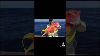 Top 3 deep sea exotic fish fishing deepseafishing exoticfishes viralshorts [upl. by Beebe793]