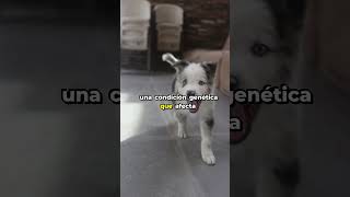 Este Perro Tiene Enanismo short curiosidades perros [upl. by Treblah]