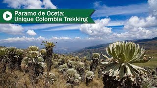 The Paramo de Oceta Unique Colombia Trekking [upl. by Werda]