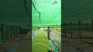 Watering methods for plants in nursery [upl. by Asyal]