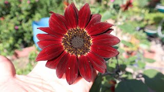 Girasol rojo  Helianthus annus Black Magic  Sunflower Black Magic  Red sunflower  de colores [upl. by Schonthal]