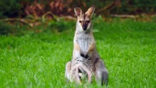 Rednecked Wallaby Macropus rufogriseus banksianus ♀ with Joey 3 [upl. by Ryle]