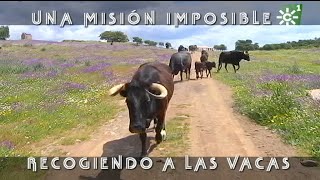 Toros de El Añadío misión imposible traslado de vacas con sus becerritos  Toros desde Andalucía [upl. by Esineg147]