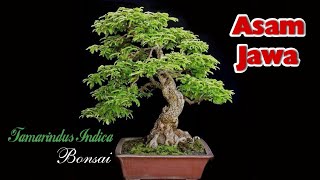 Tamarindus Indica Bonsai  Inspirasi Bonsai Asem Jawa bonsaiasemjawa [upl. by Adnilreh477]